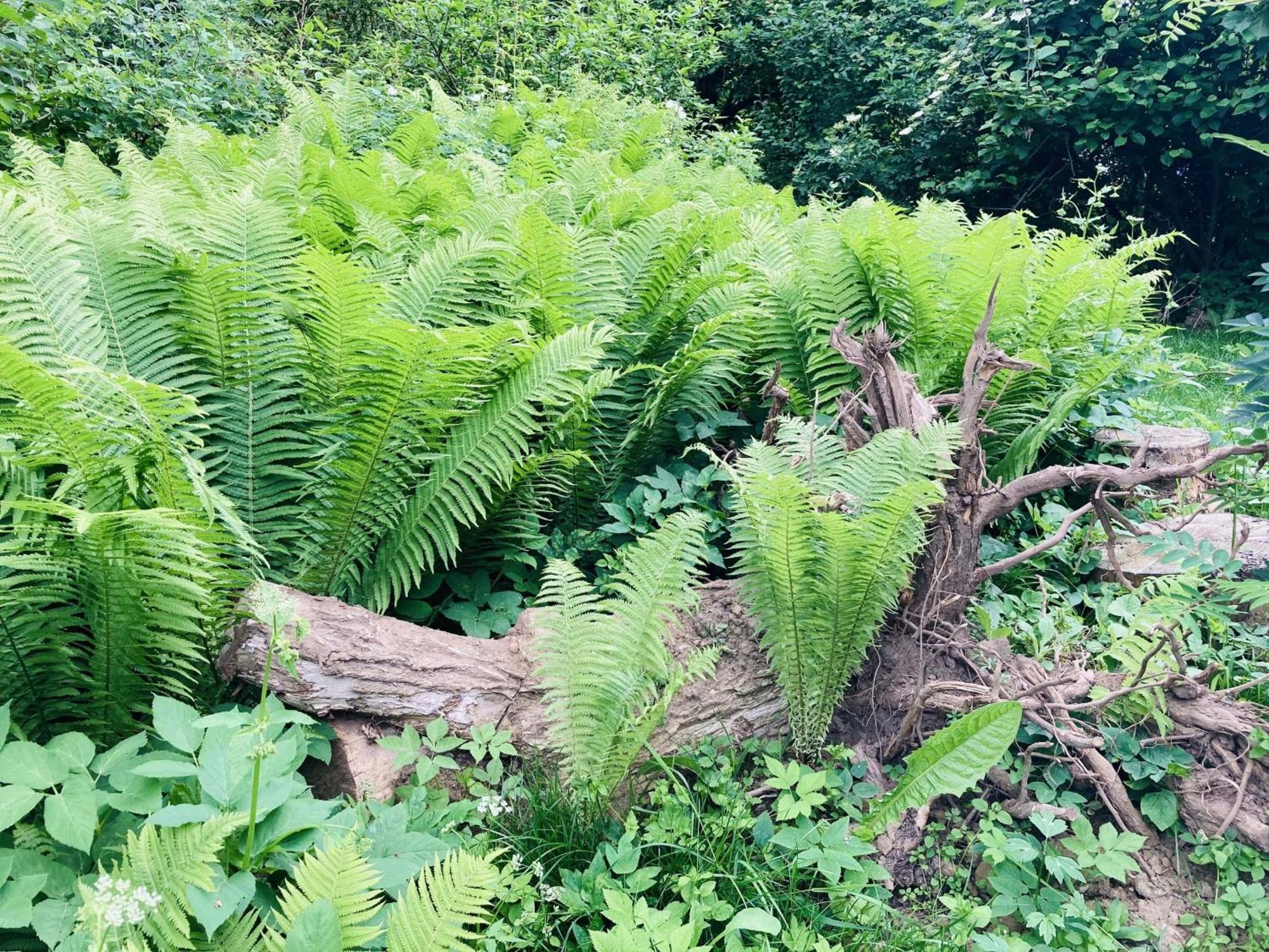 Ferienhaus Urwald ฮอฟไกส์มาร์ ภายนอก รูปภาพ